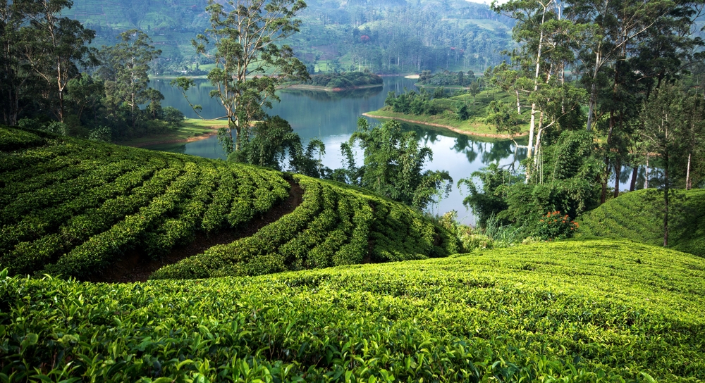 image of Tea plantations around the castlereagh reservoir Hatton Sri lanka