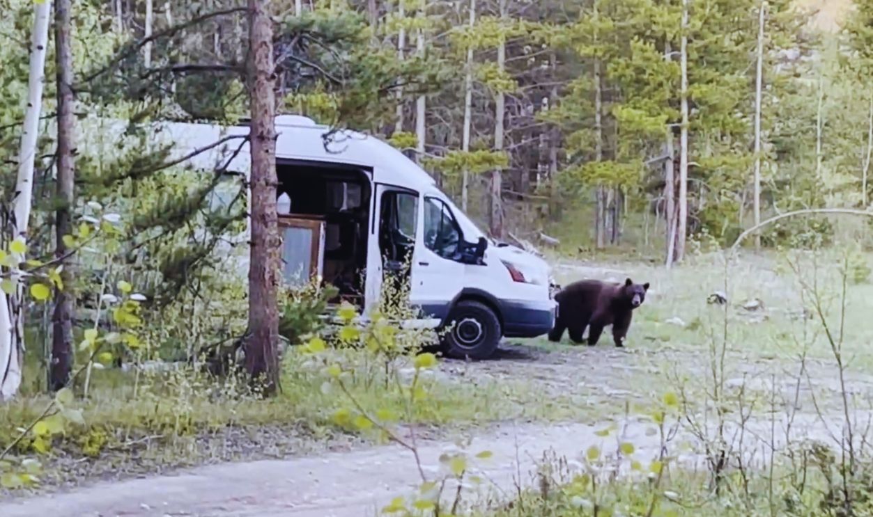 Bear in RV