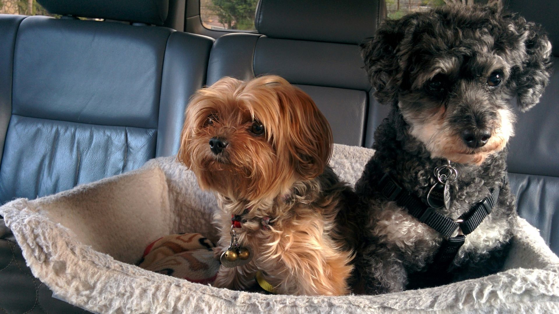 two dogs on pet bed in car