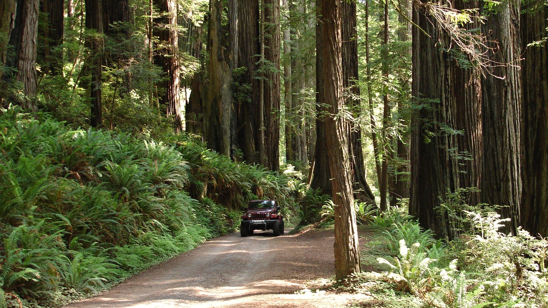 File:Car-Barrel Scenic Road - Redwood - panoramio (2).jpg