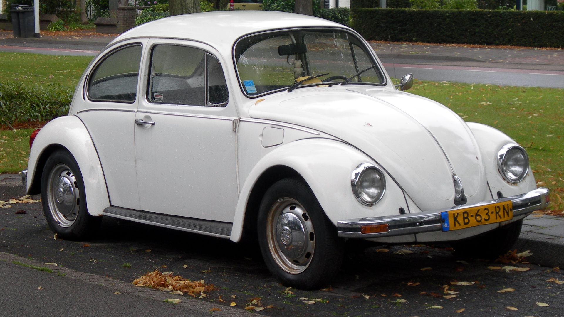 File:Beetle (4935612536).jpg