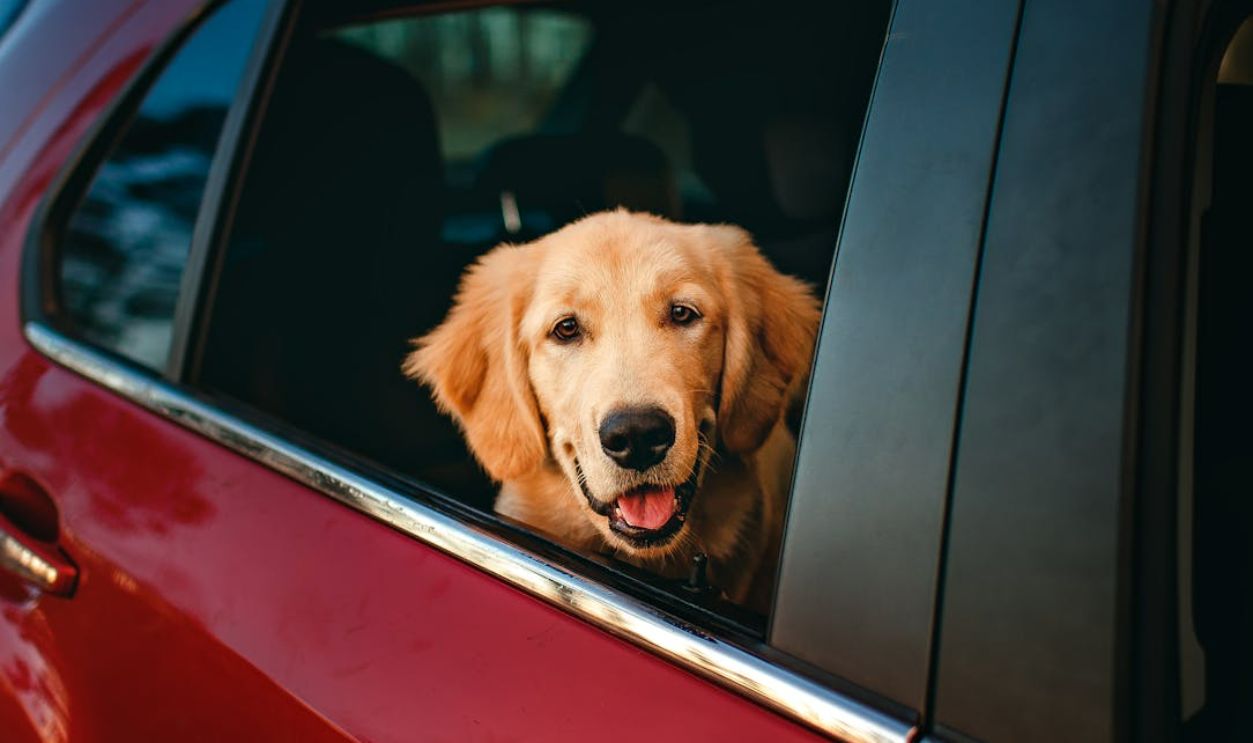 Dog in a car