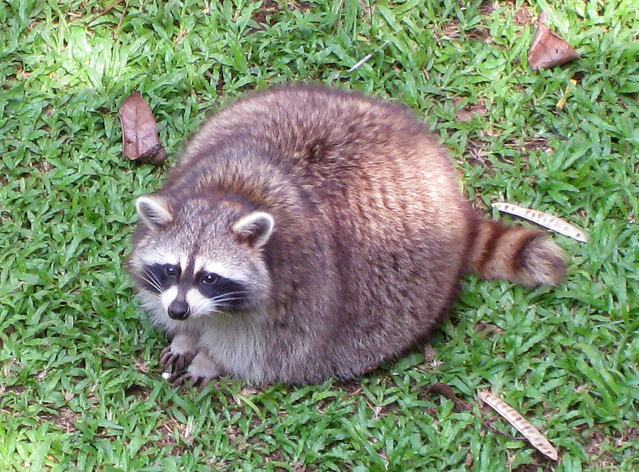 Racoon