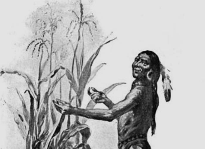 Tisquantum helped the Plymouth colonists learn to cultivate corn