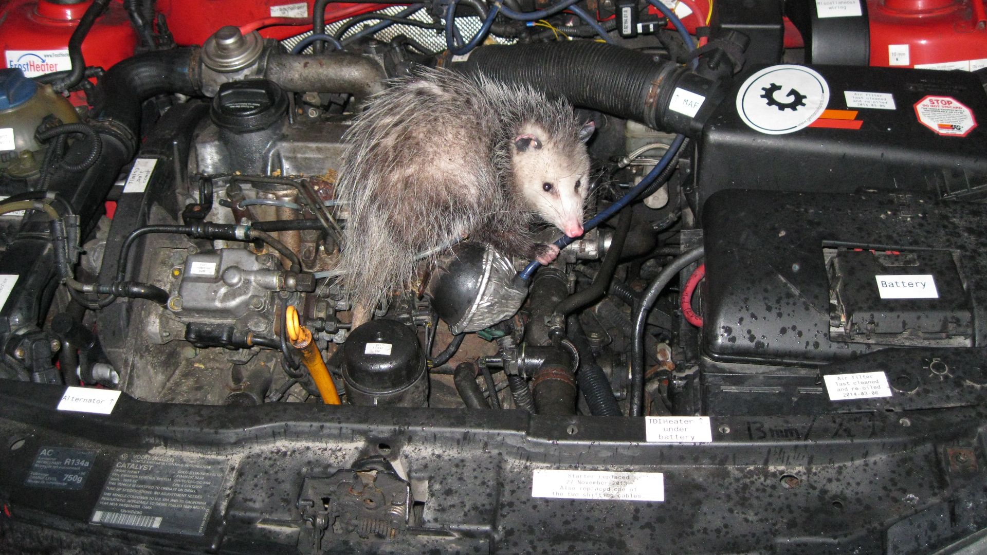 File:Opossum discovered in engine compartment, March 2015.JPG