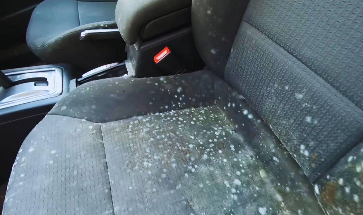 Mold in car