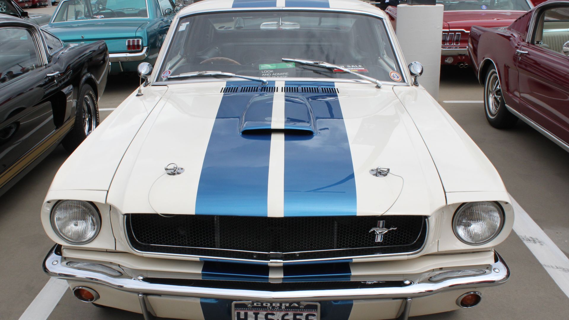 File:1965 Ford Mustang Shelby GT350 (24160661380).jpg