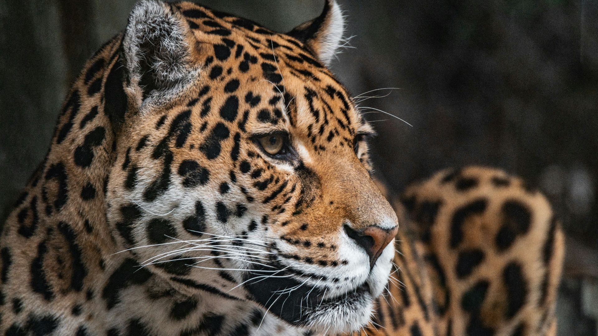 brown and black leopard in close up photography