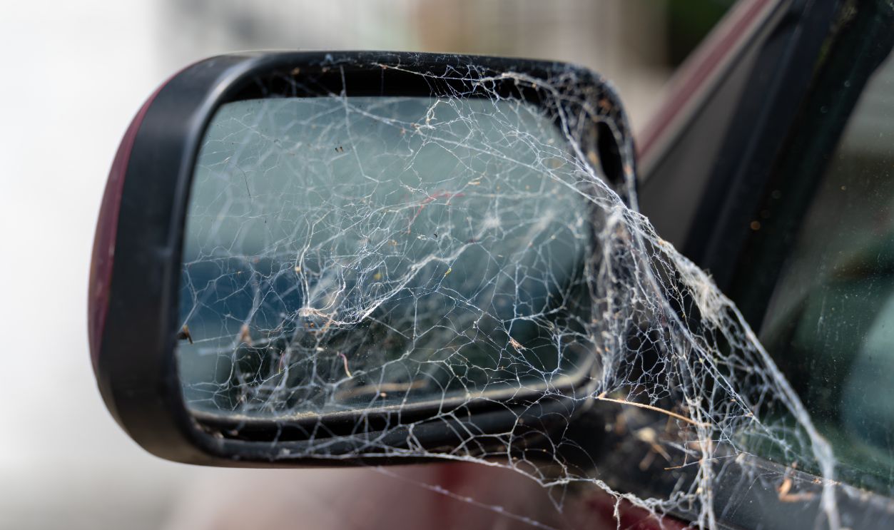 Spiderwebs Or Insects Inside