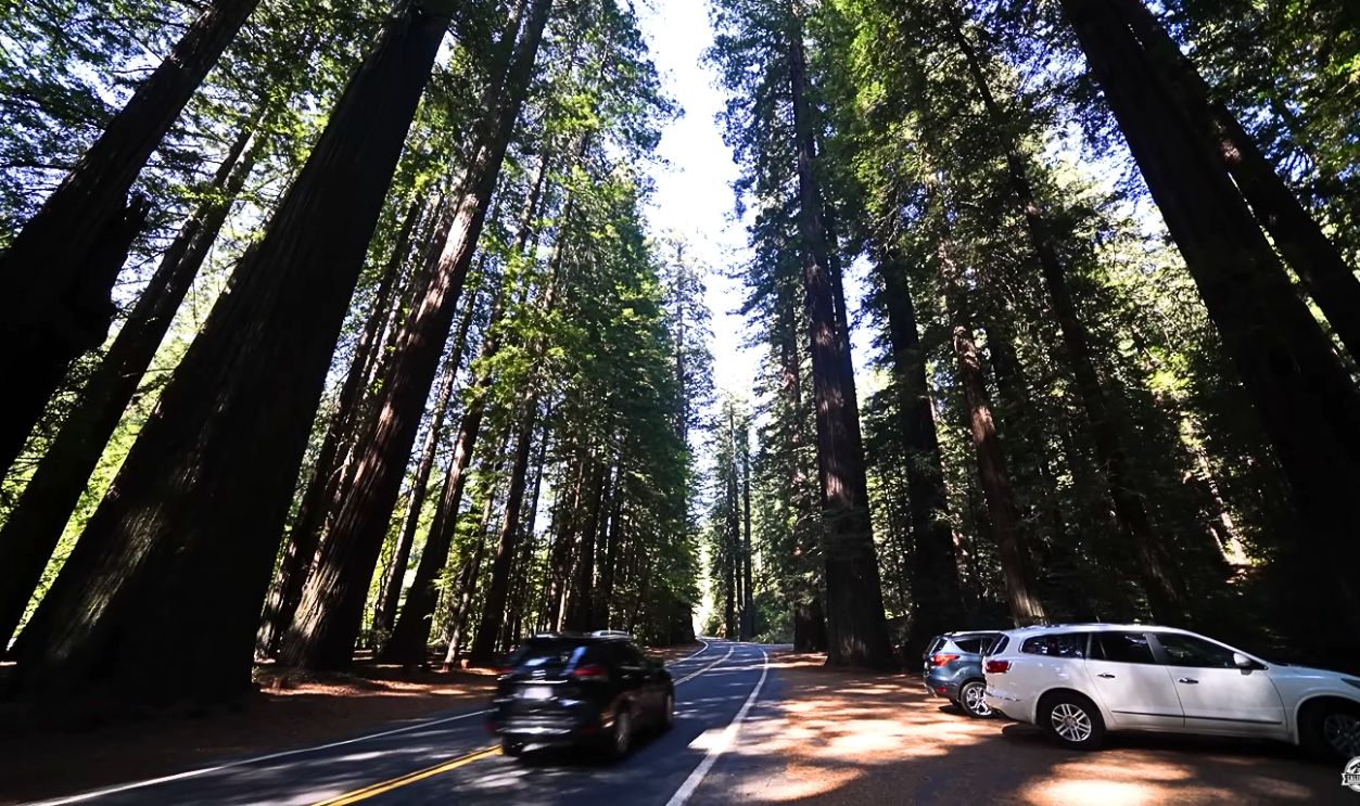 Avenue Of The Giants, California