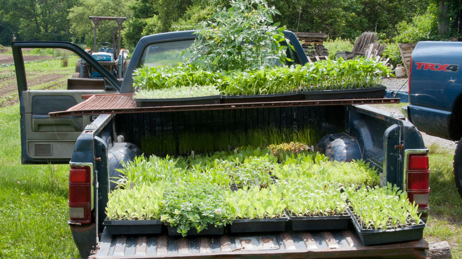 File:Transporting plants (5825143162).jpg