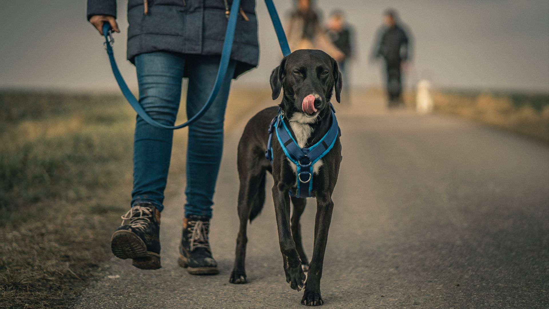black short coated dog with blue collar