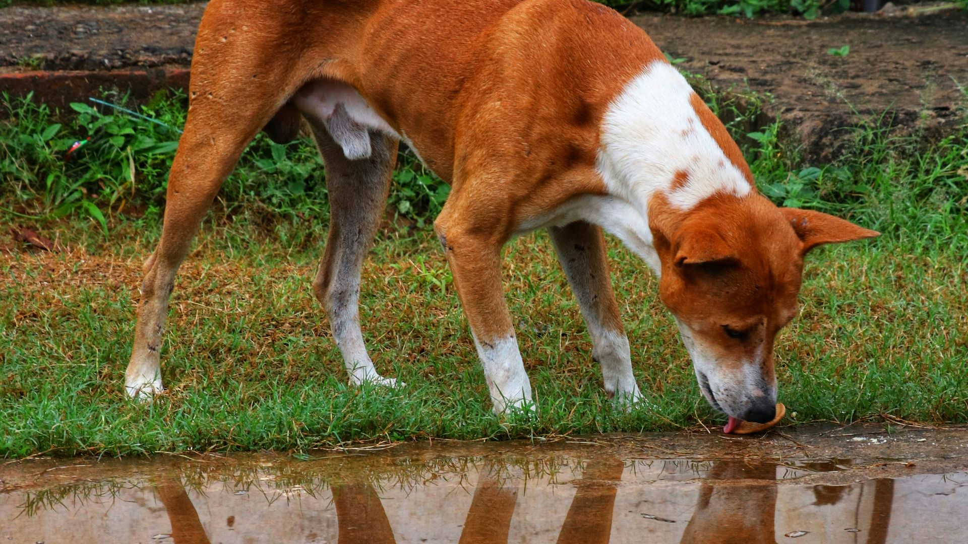 a brown and white dog standing next to a puddle of water