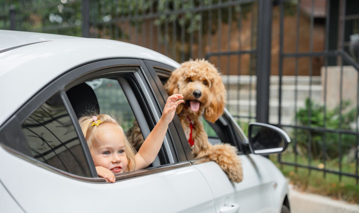 A child girl and a brown curly-haired dog look out of the window of a white car in summer