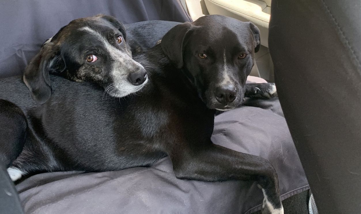 Two black dogs rest comfortably together on a car seat cover during a ride, gazing calmly at the camera.