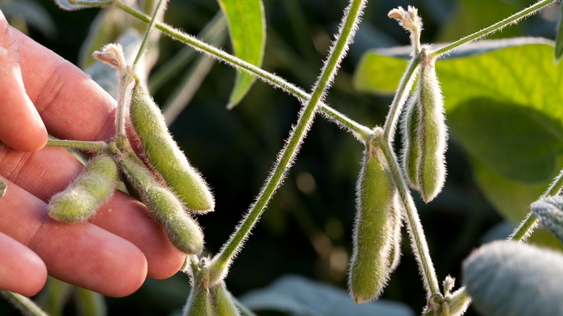 File:Closeup of Soybean Pods in Hand (10060052305).jpg