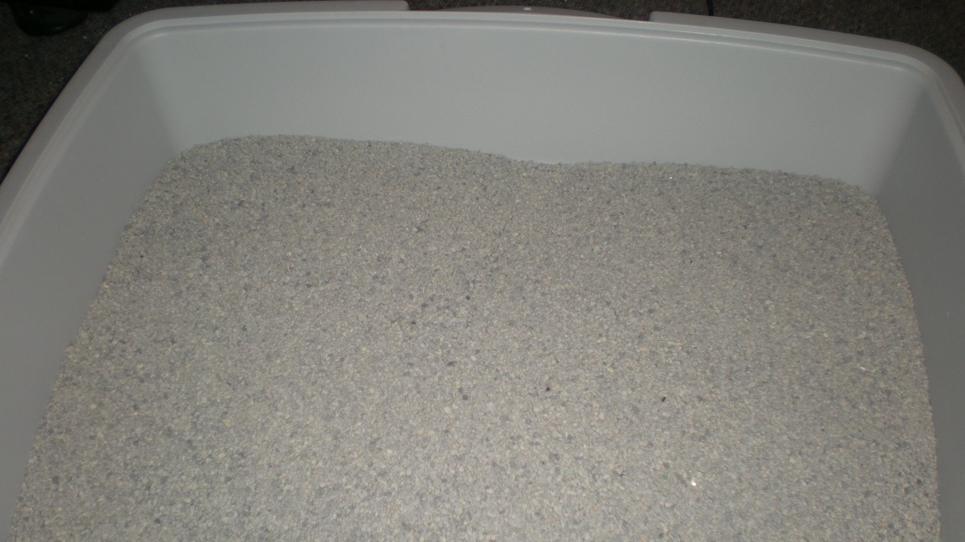 File:Fresh cat litter.JPG