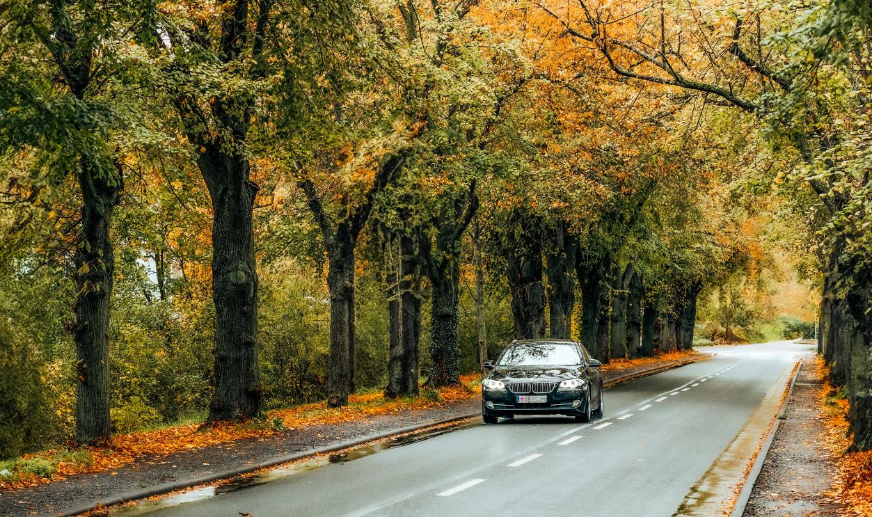 Car Riding on a Road Among Trees