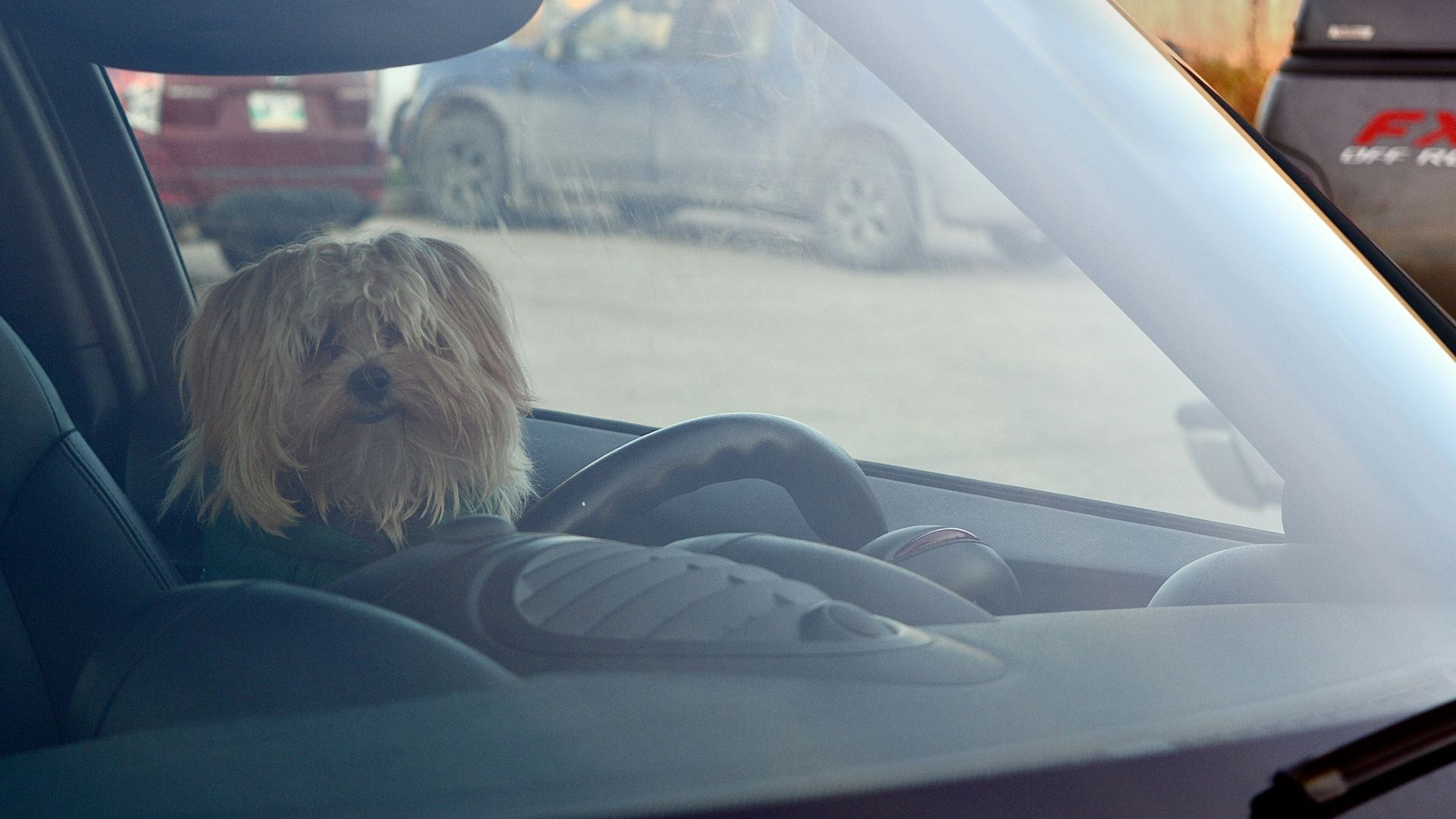 A small dog wearing a sweater sits in a car.