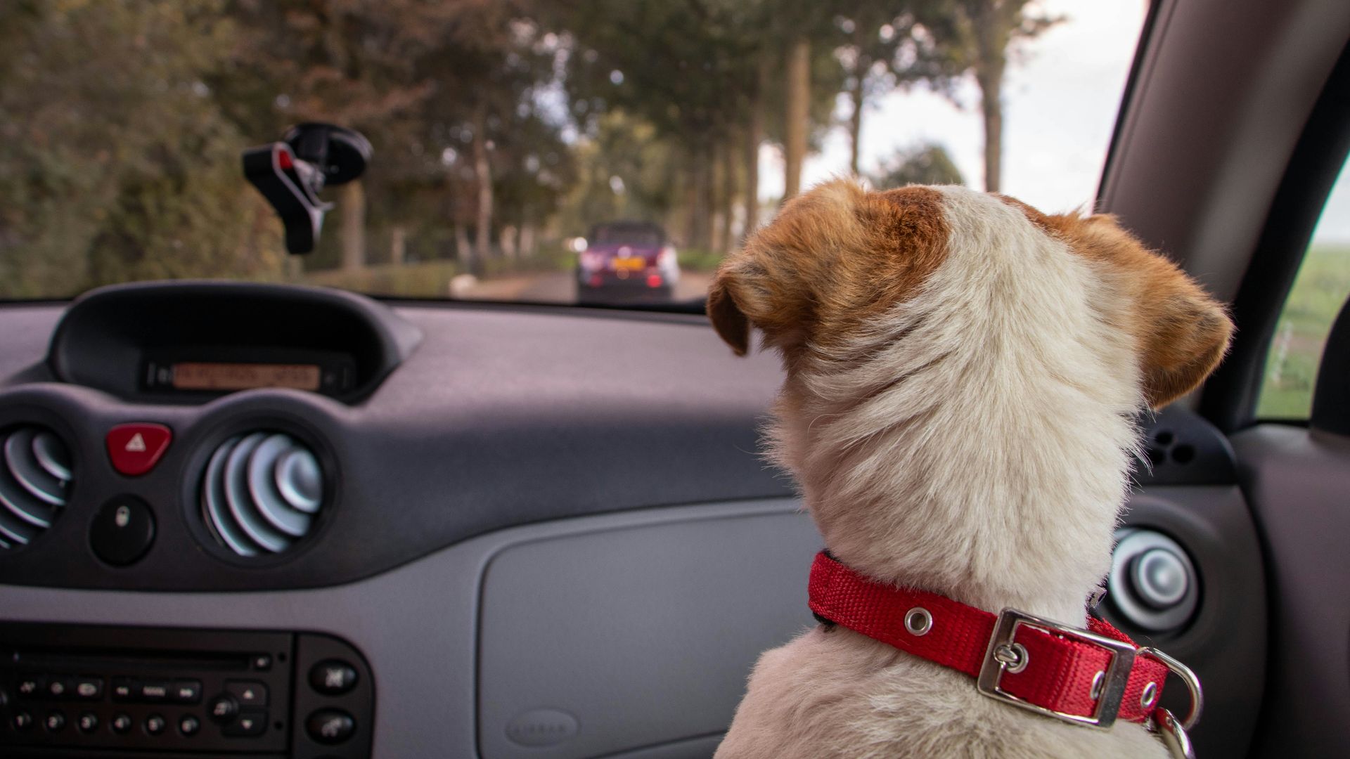 white and tan dog inside vehicle