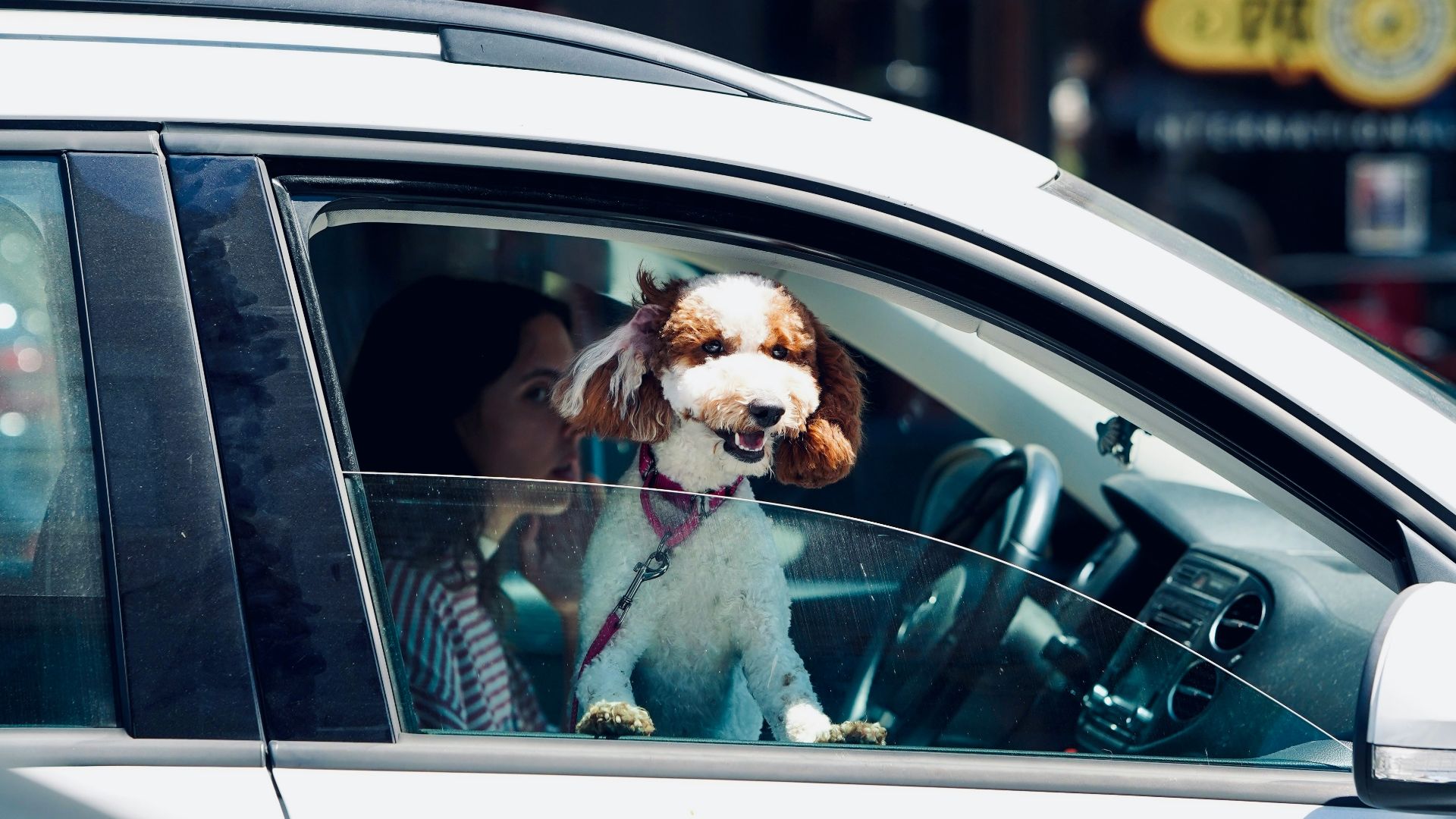 A dog is sitting in the passenger seat of a car