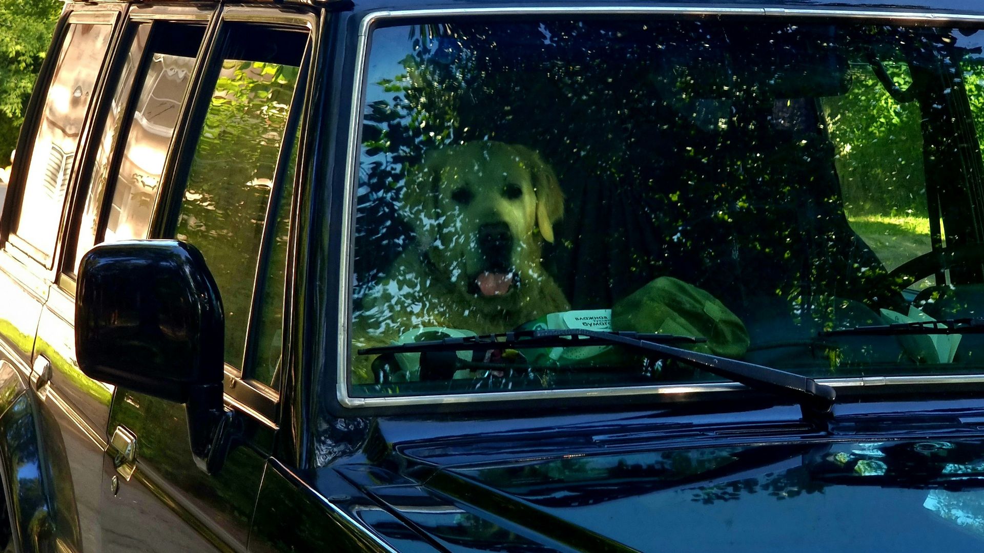 Dog looking out of a parked car window