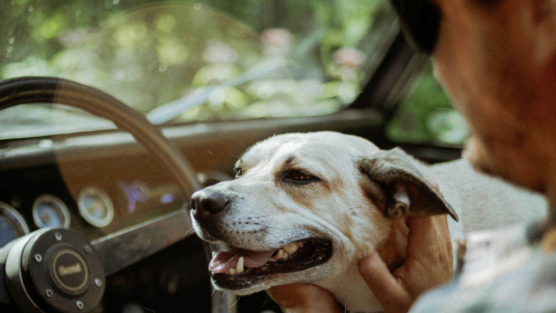a man driving a car with a dog in his lap