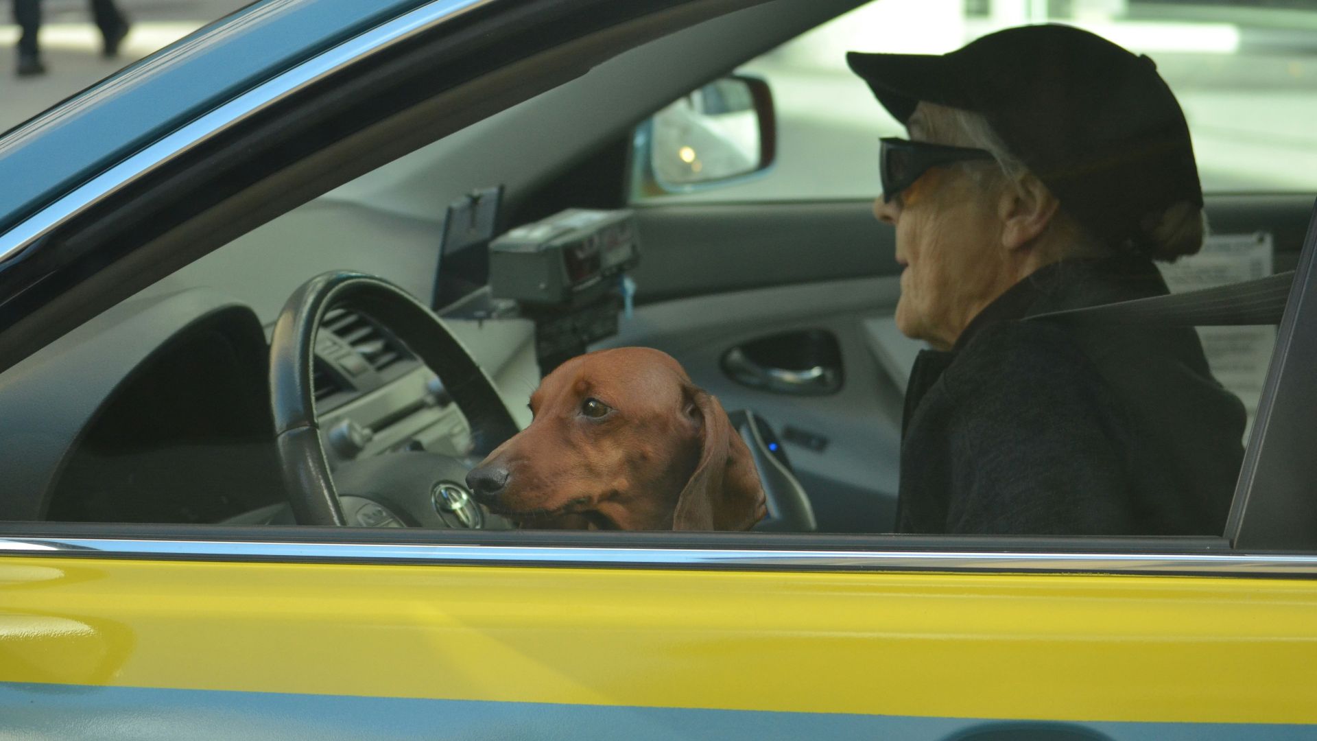 brown dog in front of black steering wheel