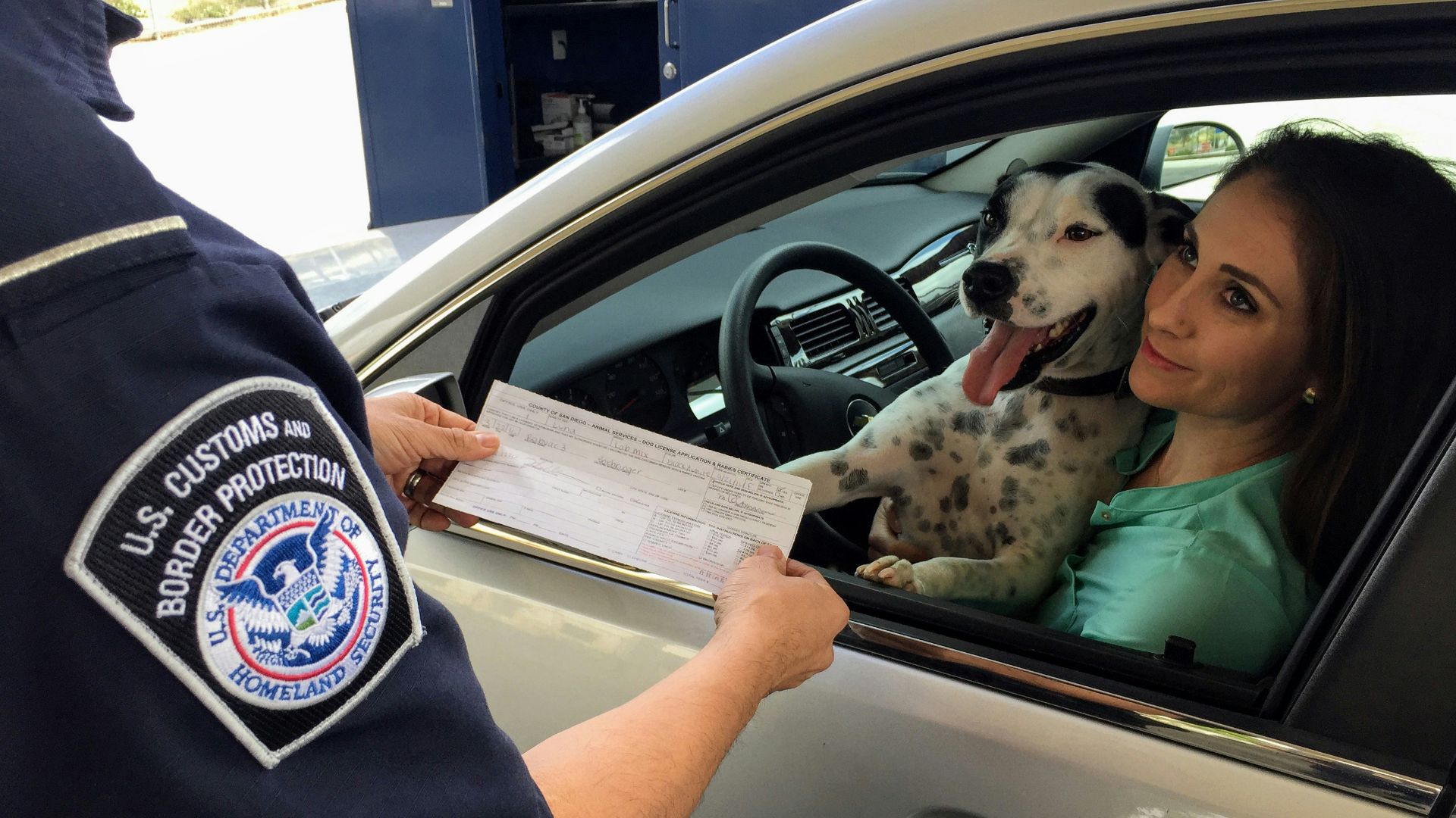 woman in green shirt holding white and black short coated dog