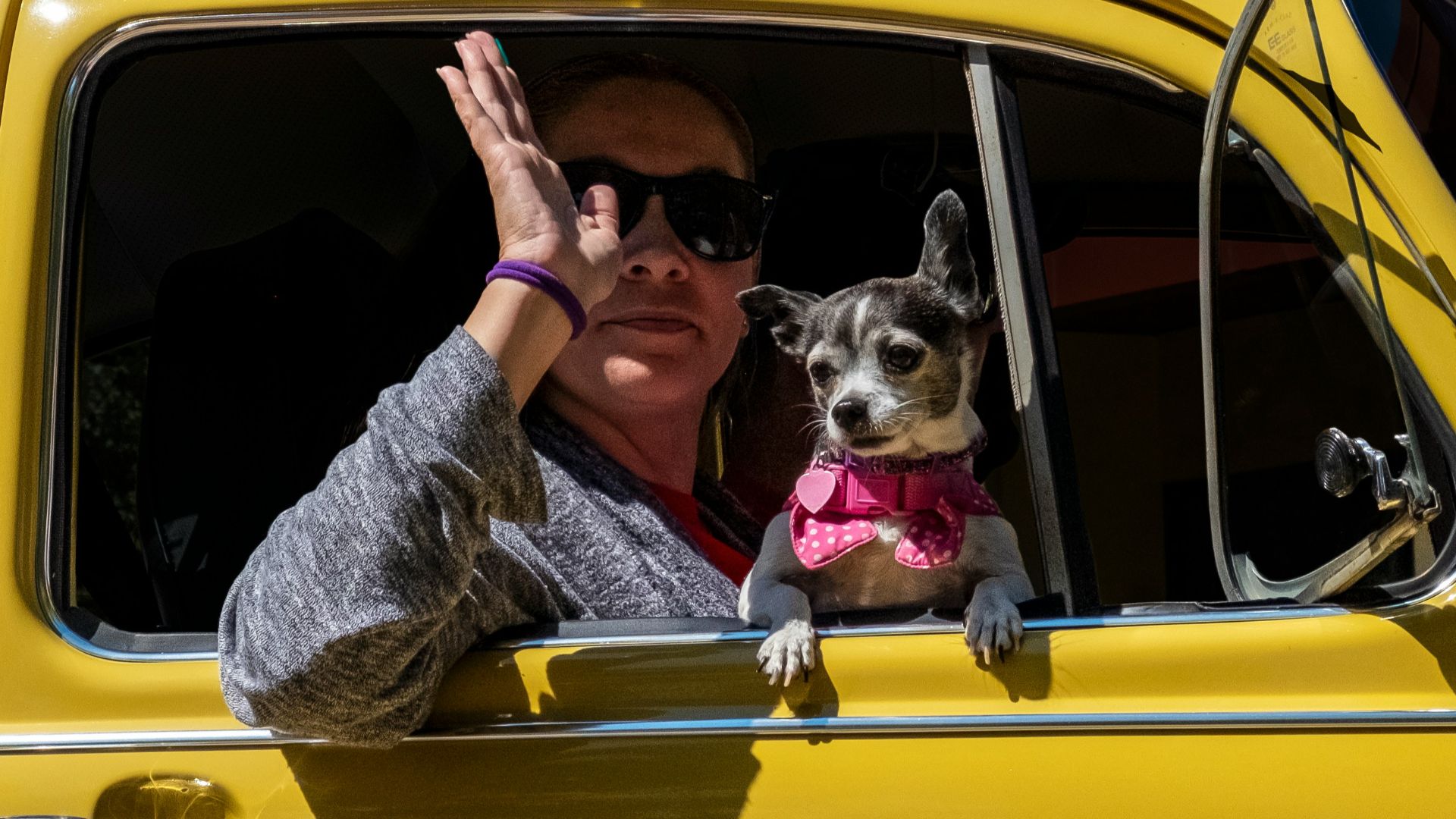woman waving right hand while sitting inside yellow vehicle near black and white chihuahua