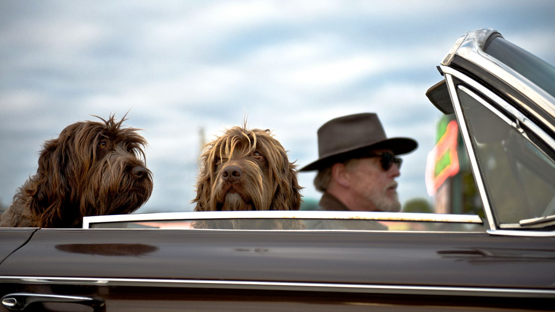 photo of man driving a car with two dog with him