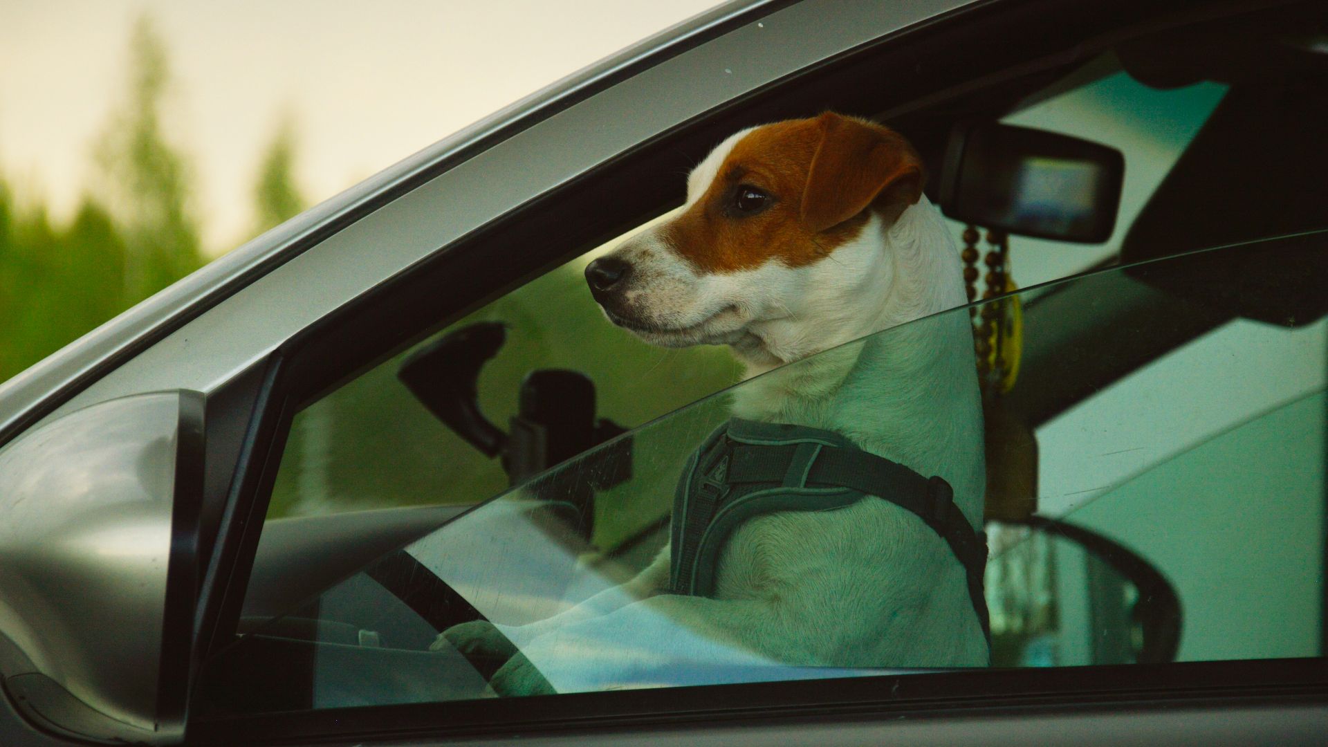 Dog is driving a car.