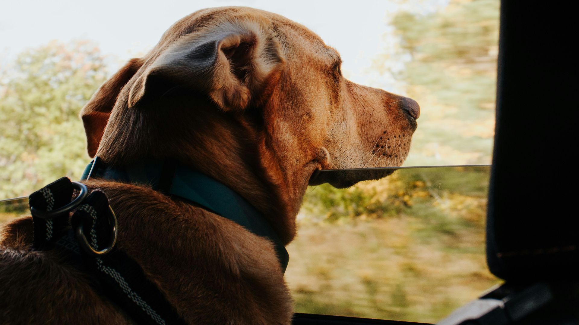 a dog looking out a car window
