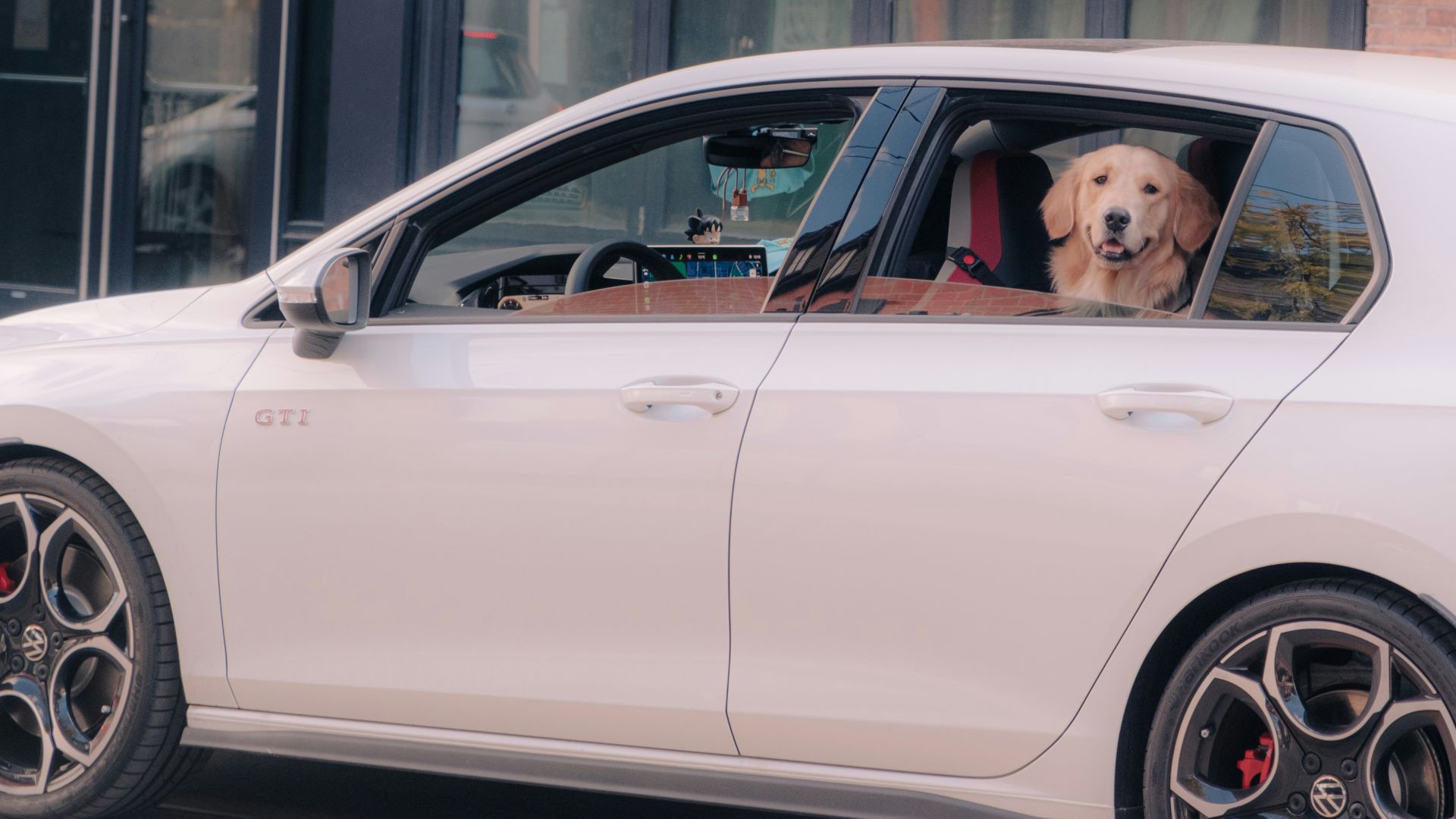 Golden retriever dog looking out of car window.