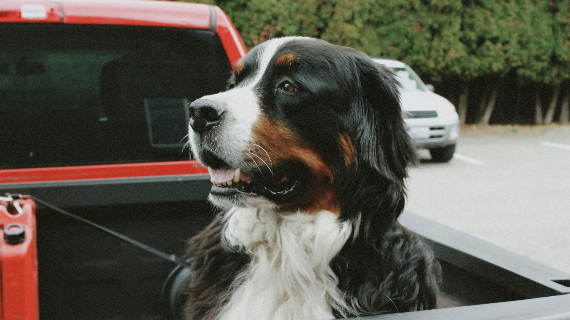 Bernese mountain dog in the back of a pickup truck
