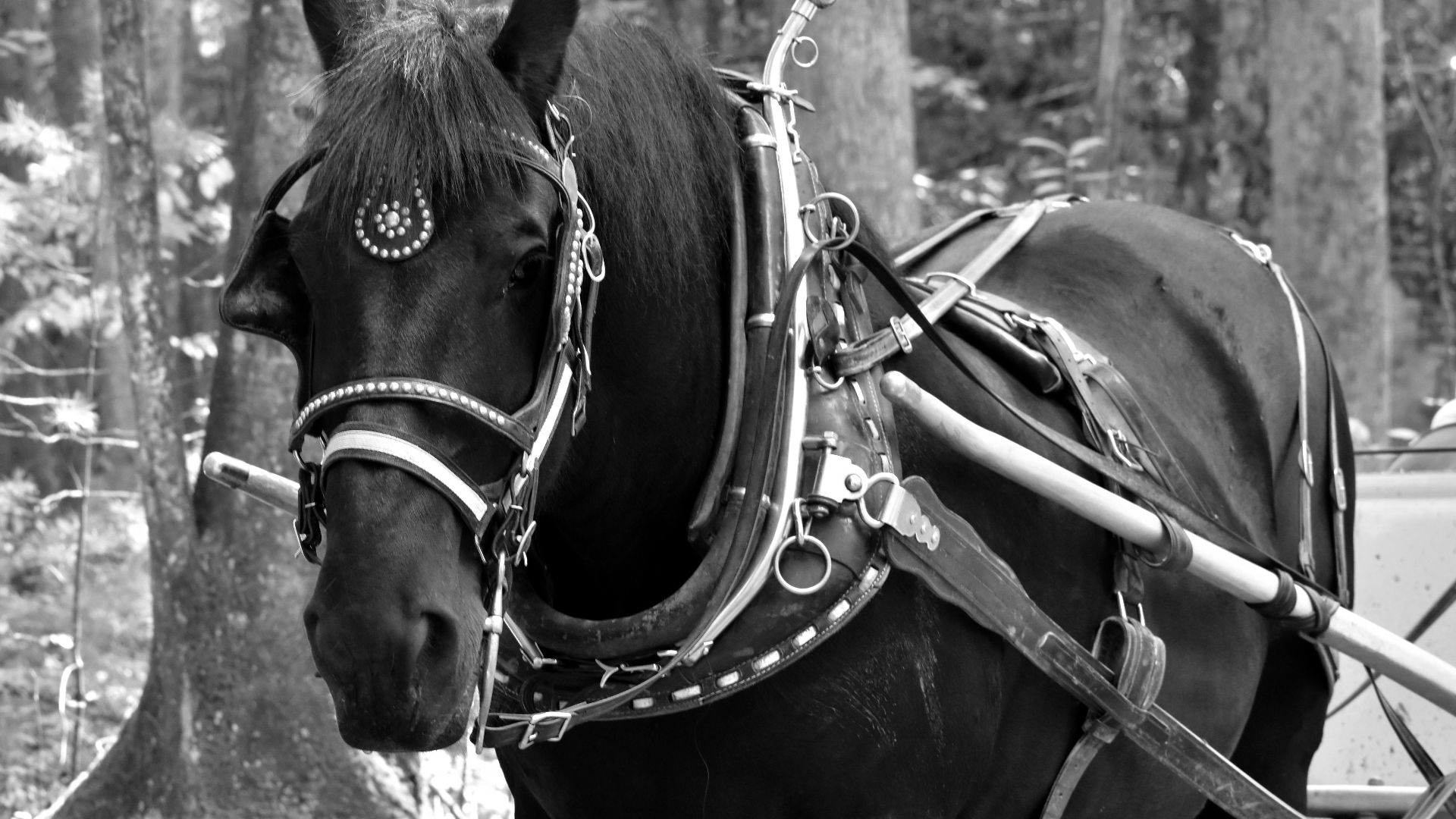 Black horse wearing traditional carriage harness in Knoxville forest.