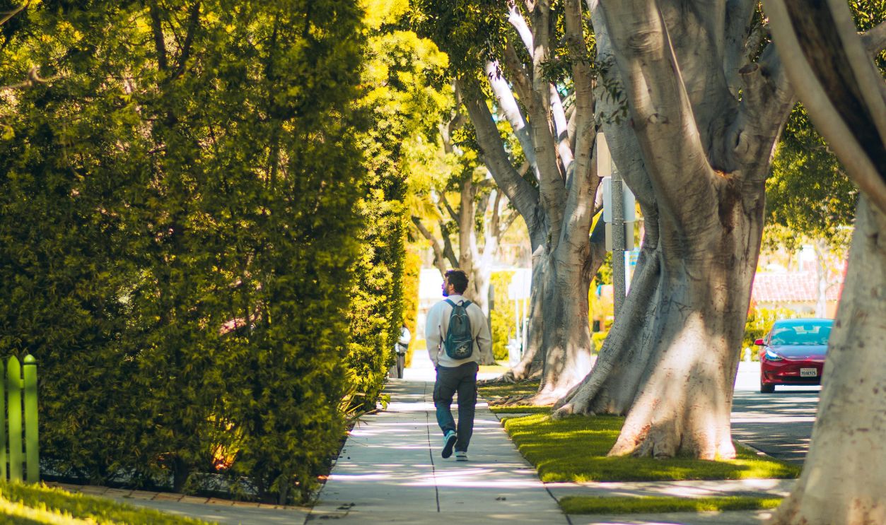 Man walking on a sunny suburban sidewalk lined with trees