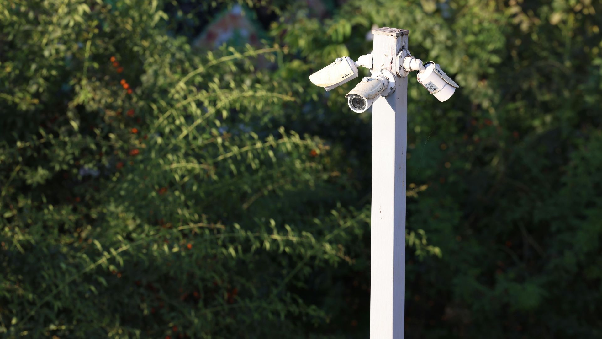 Cluster of surveillance cameras mounted outdoors amidst green foliage for public safety.