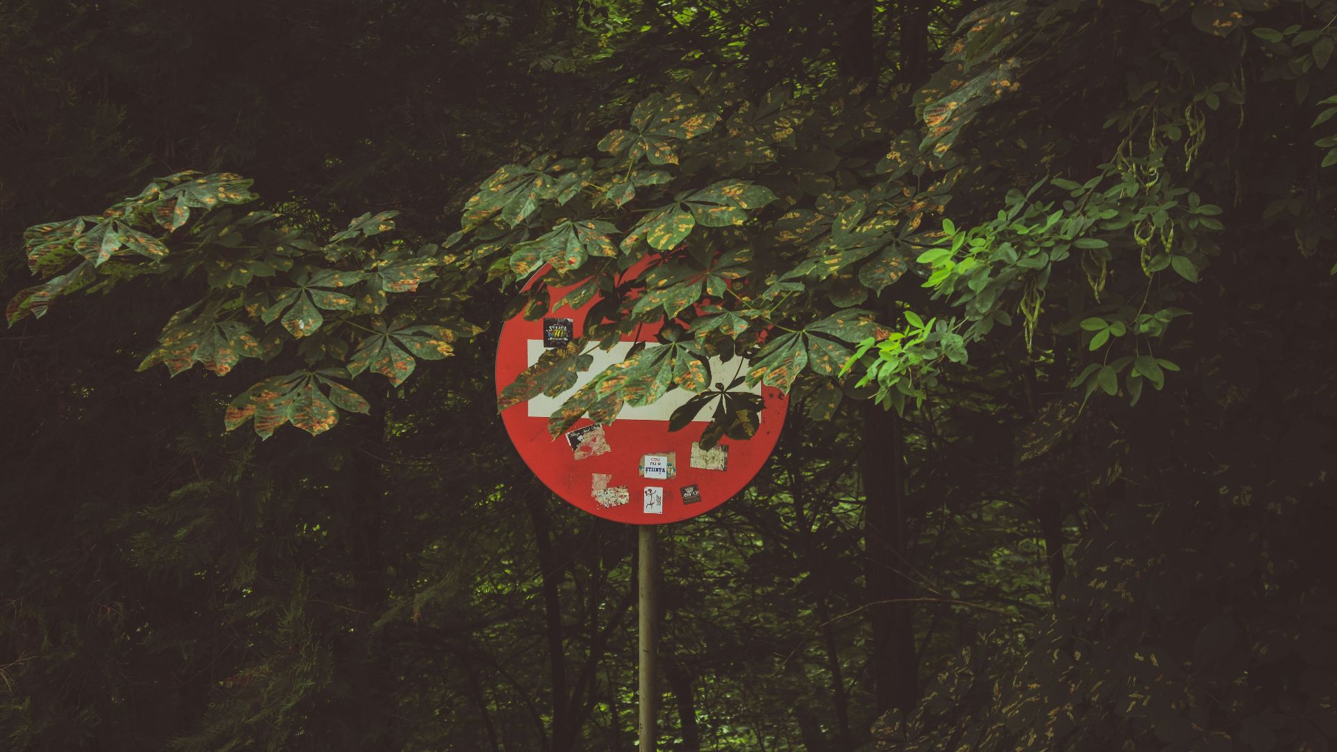 A red prohibition sign obscured by lush greenery in Brașov, Romania's forest setting.