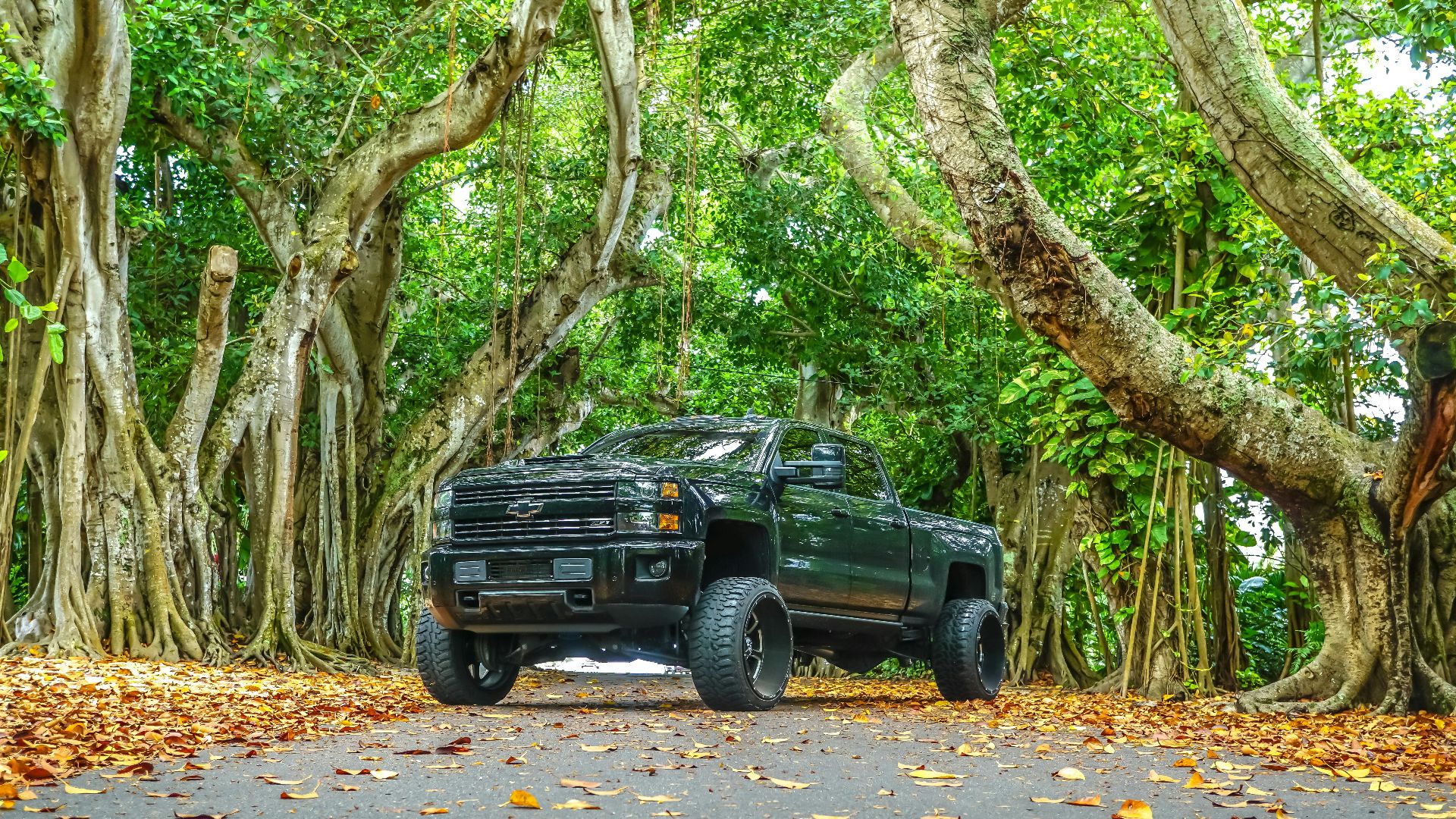 A powerful black pickup truck parked on a road surrounded by dense green trees.