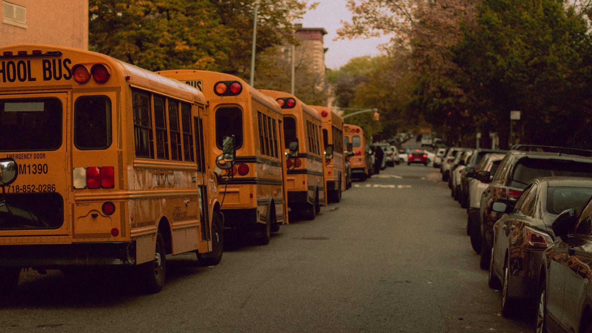 A row of yellow school buses parked on a quiet urban street during fall.