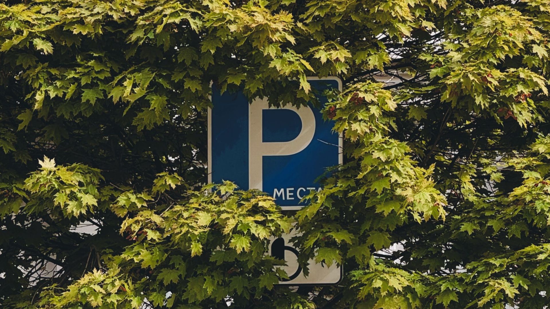 A parking sign partially obscured by lush green foliage against a classic building facade.