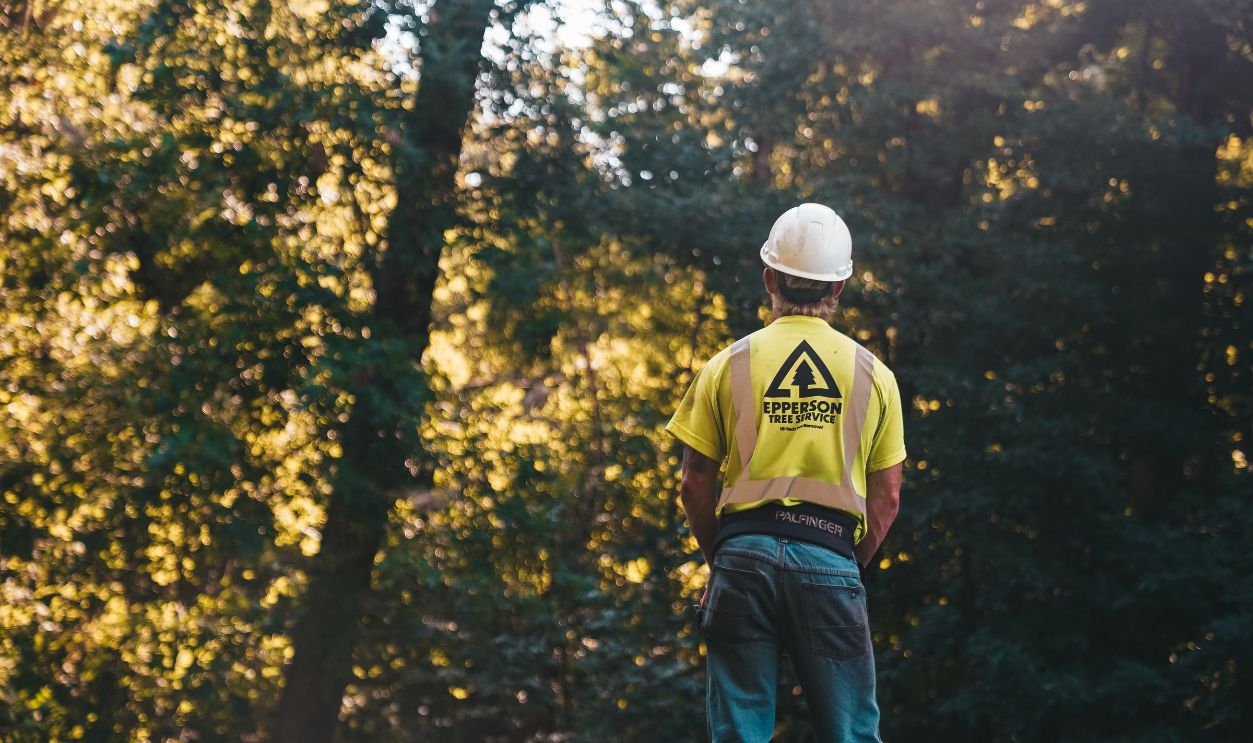 A tree service worker stands in a forest wearing a hardhat and safety vest, ready for a day of outdoor work.