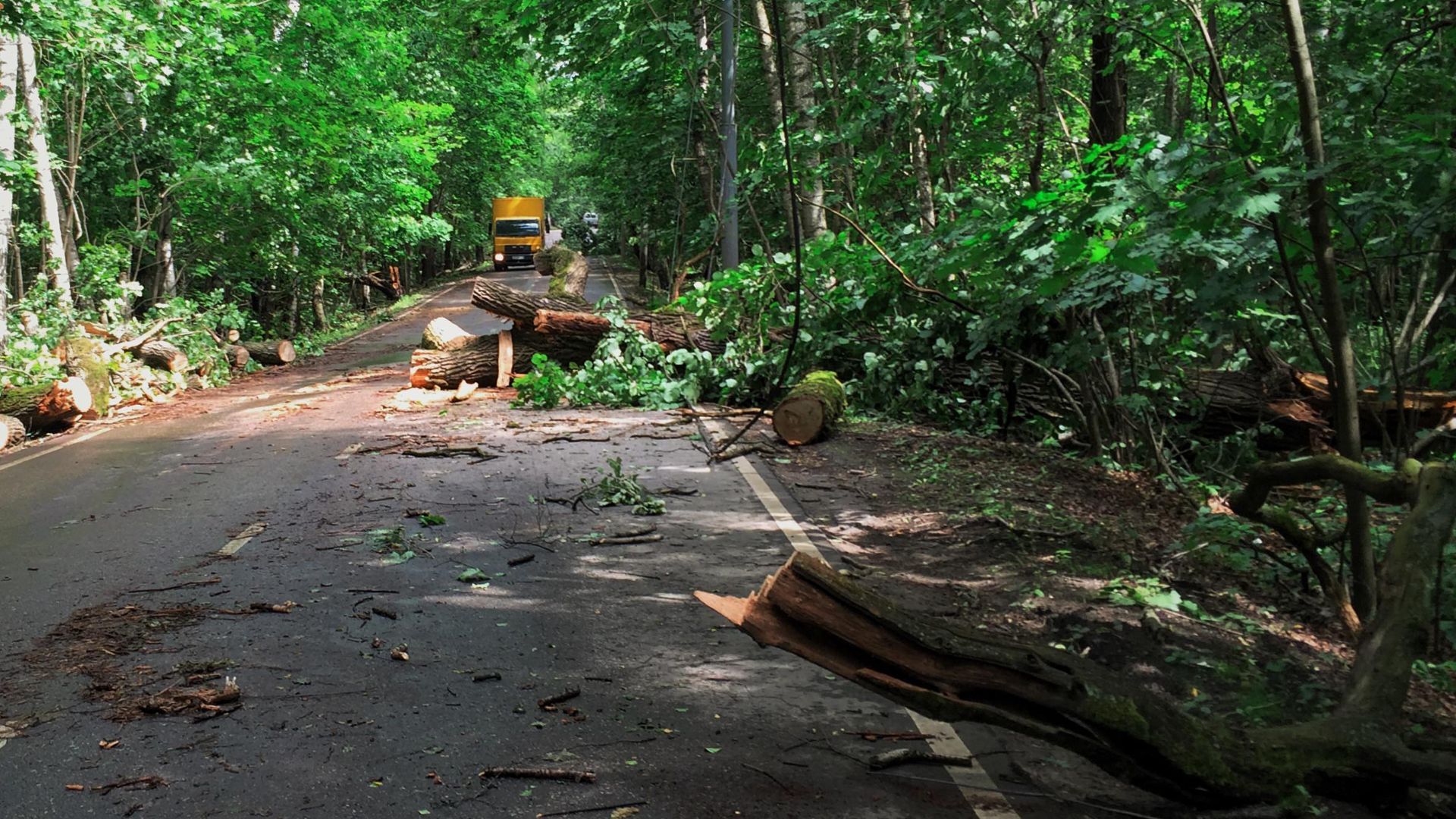 Losiny Ostrov park, Moscow. The day after the 13.07.2016 hurricane.