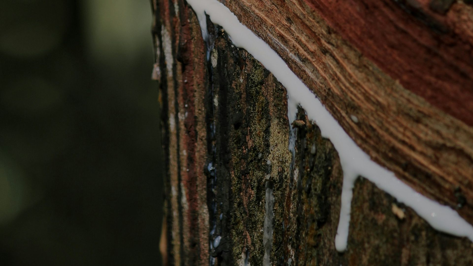 a close up of the bark of a tree