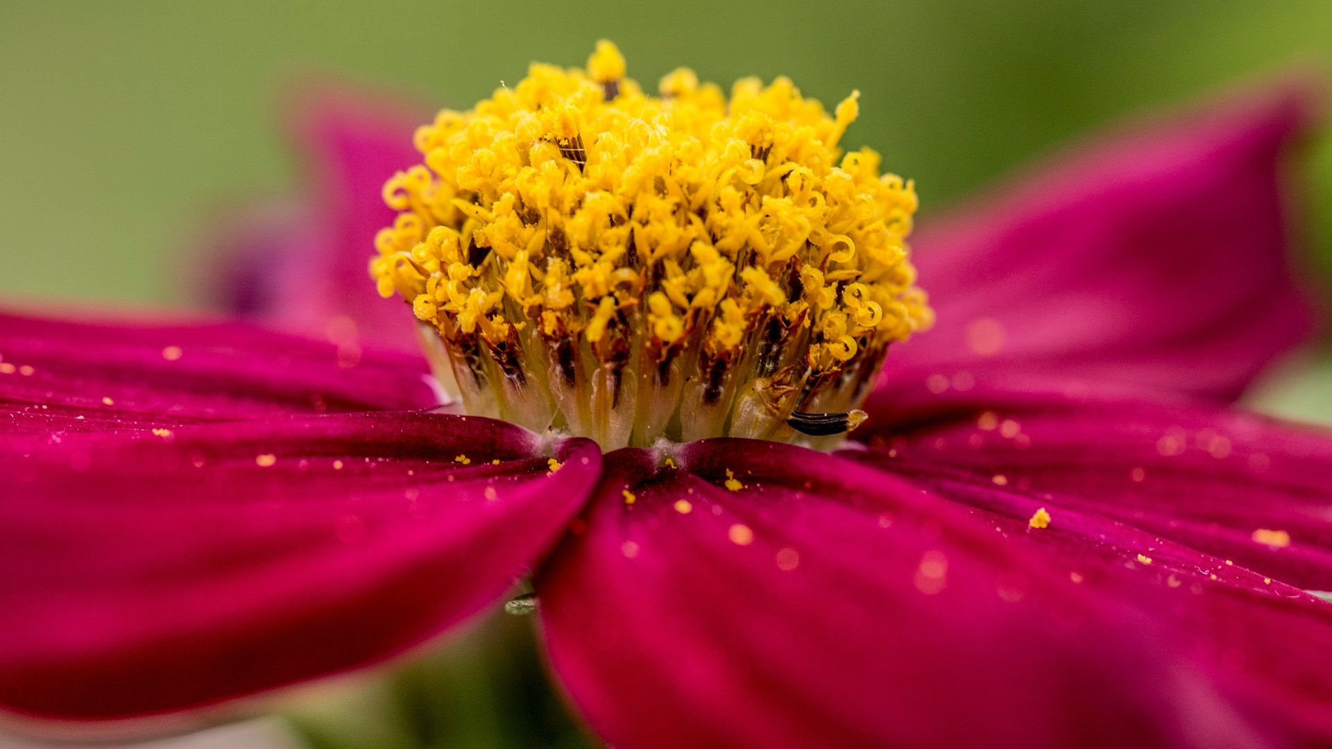 pink flower in tilt shift lens