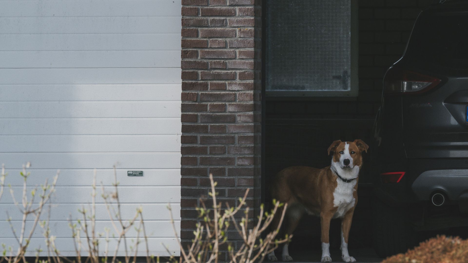 Brown and white dog standing in open garage doorway.