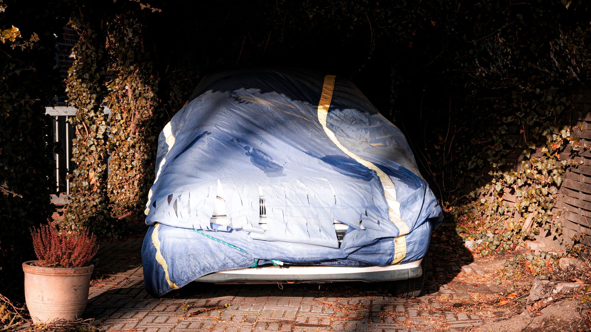 A car covered with a blue tarp sits in a driveway surrounded by ivy and shadows.
