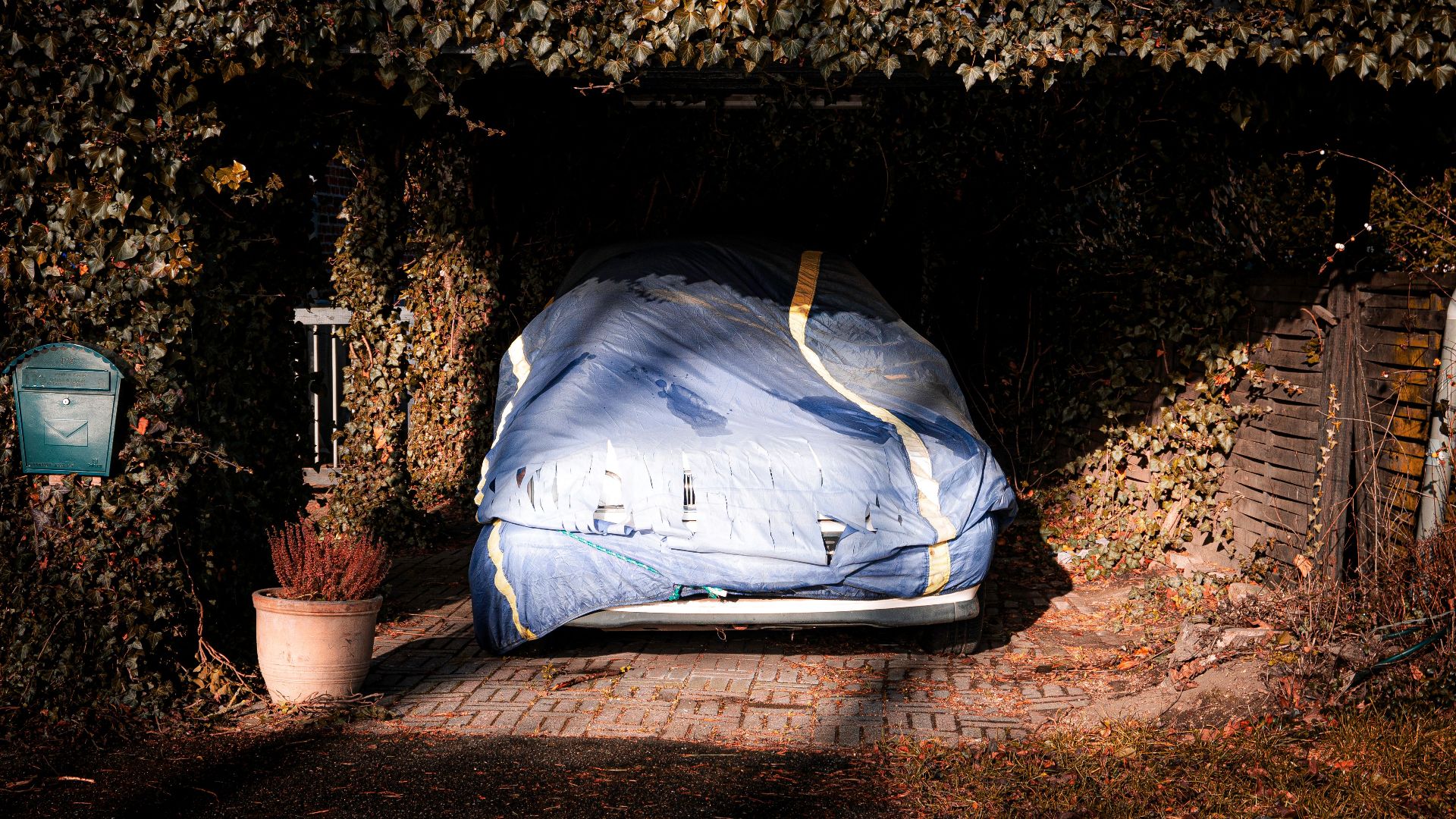 A car covered with a blue tarp sits in a driveway surrounded by ivy and shadows.