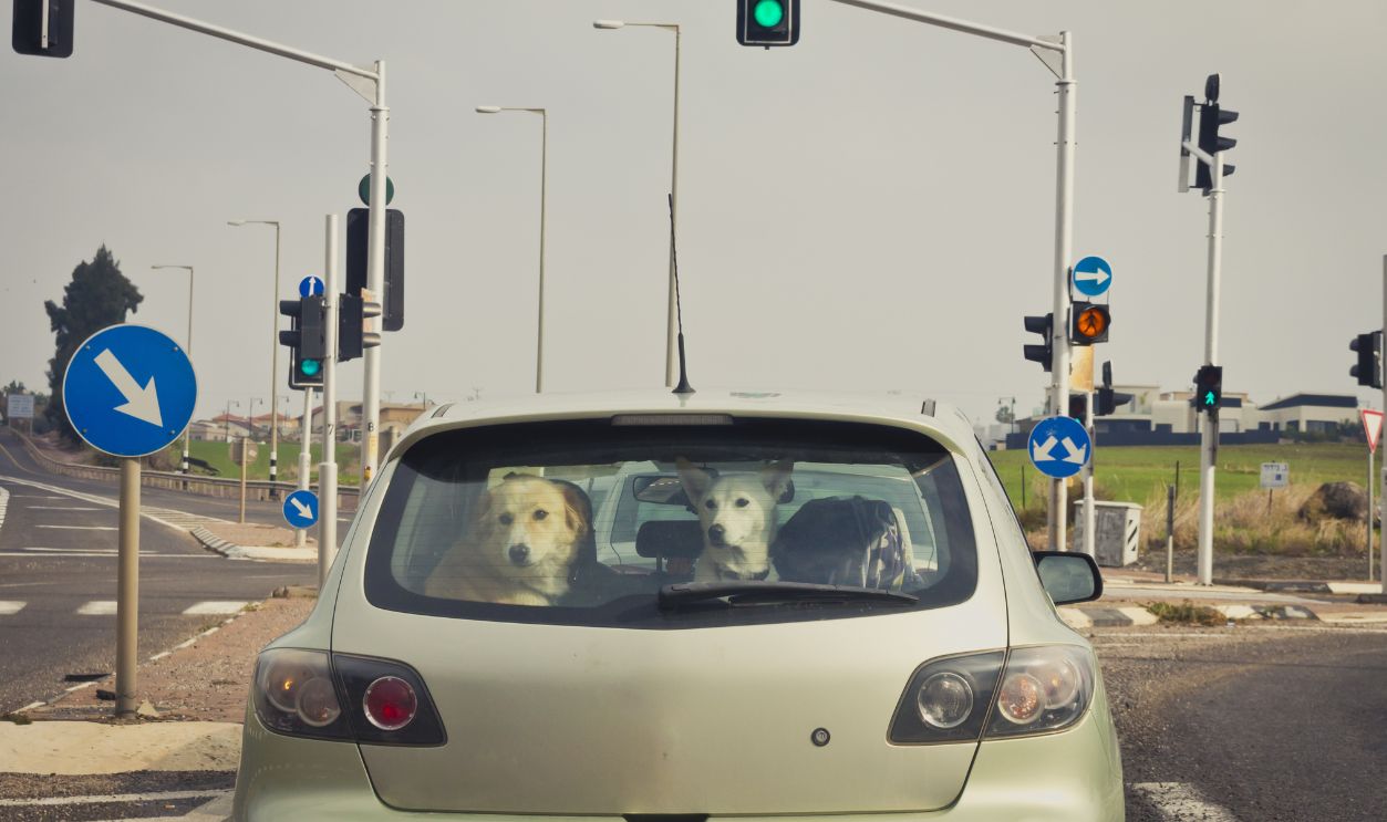 Two dogs behind the rear car window.